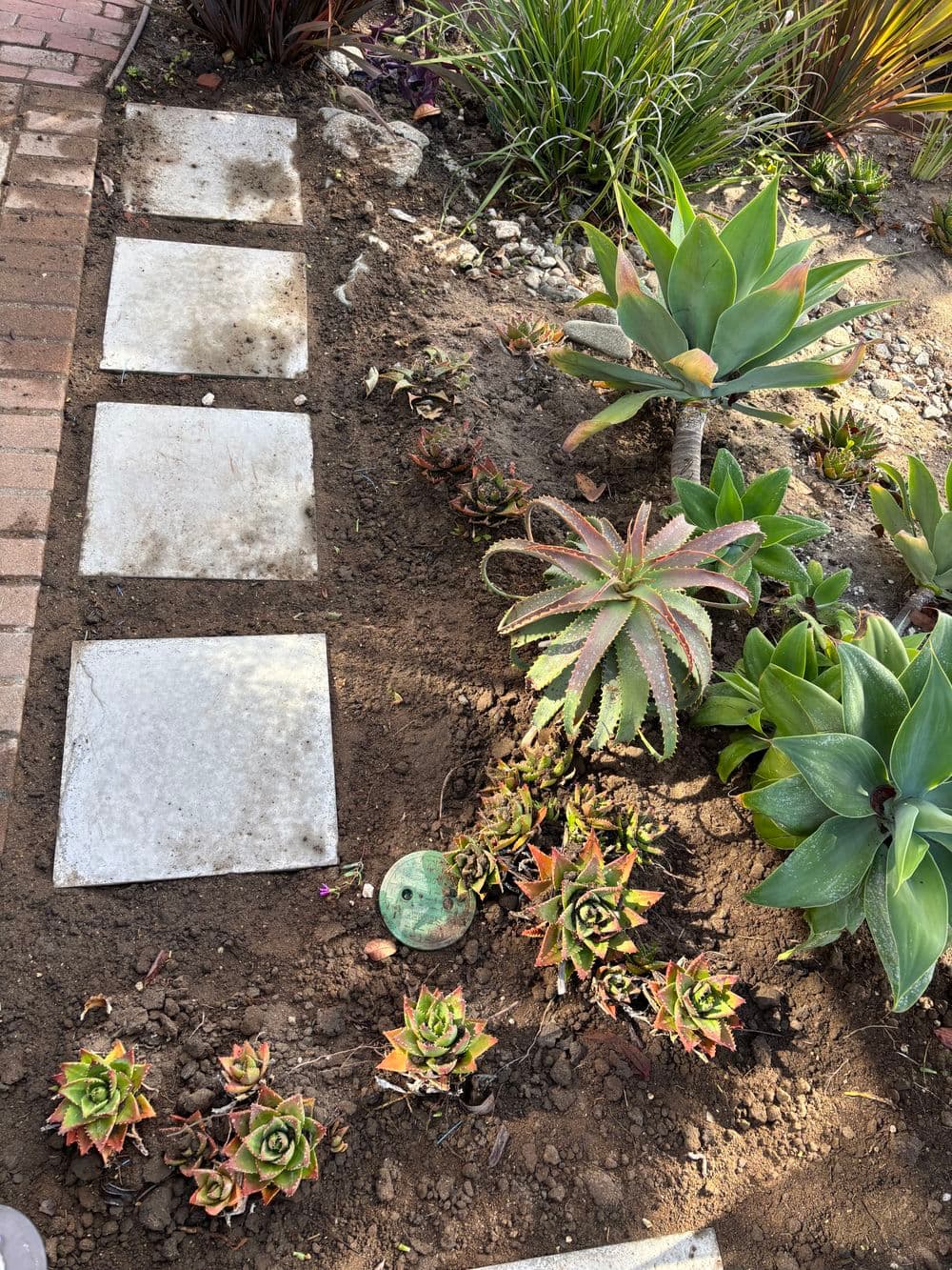 Succulent garden with stone pathway and various succulent plants in rich soil.